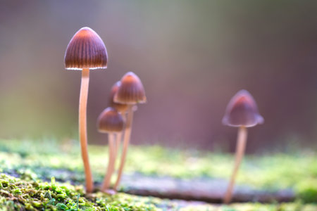 beautiful closeup of forest mushrooms in grass, autumn season. little fresh mushrooms growing in Autumn Forest. mushrooms and leaves in forest. Mushroom picking concept.の写真素材