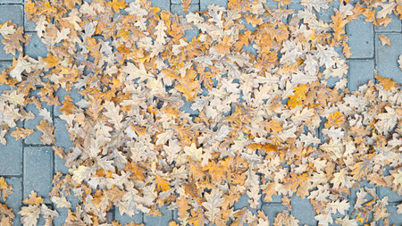 Autumn oak leaves lie on the ground, autumn season concept background