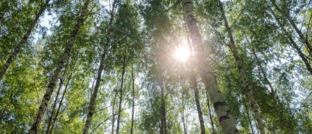 The green trees top in the forest, blue sky and sun beams shining through leaves. bottom view. reen trees top in forest, sun beams shining through leavesの写真素材