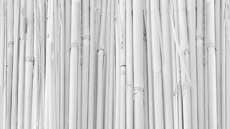 White bamboo fence background.の写真素材