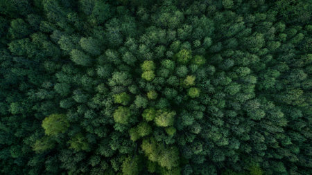 Aerial view of green summer forest with spruce and pine trees forest view from above, aerial top view with copy space design for web bannerの写真素材
