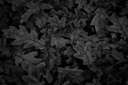 autumn dark black oak leaves backgroundの写真素材
