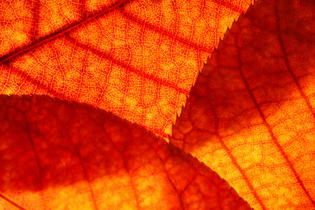 Bright background autumn season leaves close-up with backlight as a background, template or web...