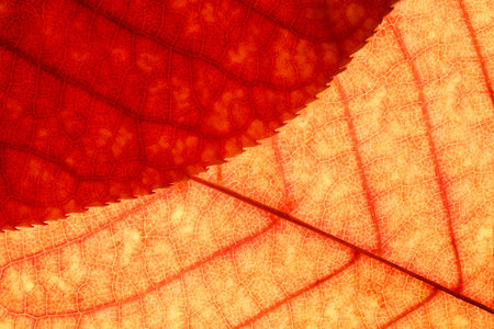 Bright background autumn season leaves close-up with backlight as a background, template or web...