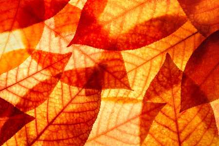 Bright background autumn season leaves close-up with backlight as a background, template or web...
