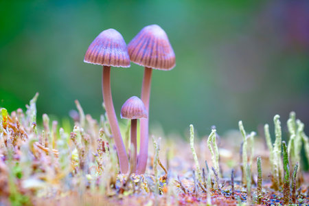 beautiful closeup of forest mushrooms in grass, autumn season. little fresh mushrooms, growing in...