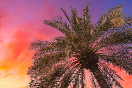 Palm trees against sky at sunset. Tropical nature background. Palm trees bottom viewの写真素材