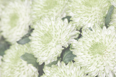 A bunch of white chrysanthemums flowers with green leaves. The flowers are arranged in a way that they are all facing the same directionの写真素材