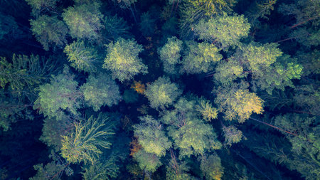 A forest with trees in various shades of green and yellow. The trees are spread out and appear to be in a natural settingの写真素材