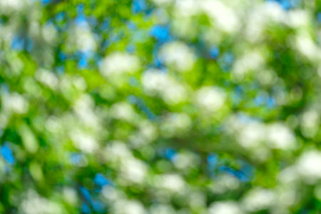 A tree with many white flowers is in full bloom. The sky is blue and clear, and the sun is shining brightly springtime backgroundの写真素材