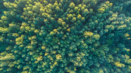 A aerial view forest with trees of different sizes and colors. Concept of peace and tranquility, as...