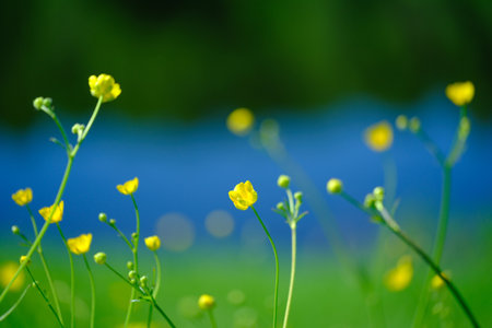 A field of yellow flowers with a blue sky in the backgroundの写真素材