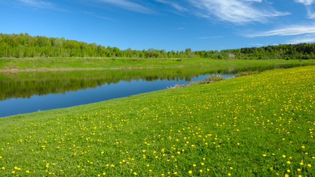 A beautiful, serene summer landscape with a river running through it and a field of yellow flowers. The sun is shining brightly, casting a warm glow over the scene. The grass is lush and greenの写真素材