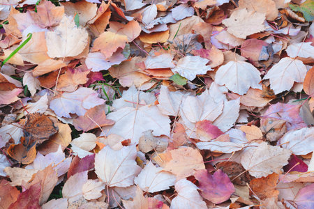 A autumn pile of leaves on the ground with some brown and yellow leaves. leaves are scattered and...