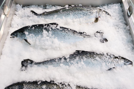A group of fish are sitting in a container filled with ice. The fish are spread out across the...