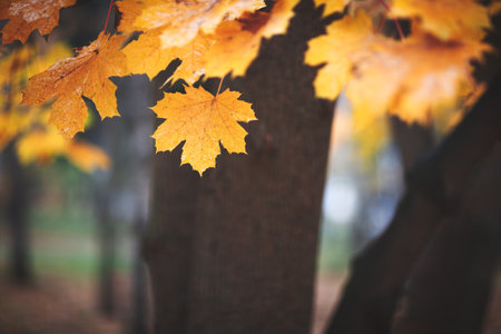 Autumn maple leaves close up on tree in park, autumn concept backgroundの写真素材