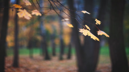 Autumn maple leaves close up on tree in park, autumn concept background