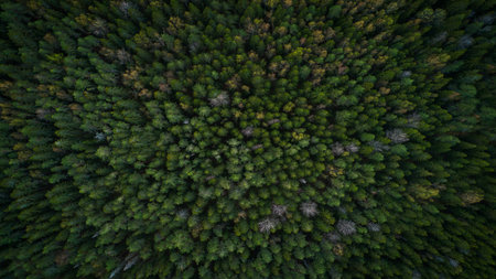 Summer forest top view from drone, forest dark green mysterious as flat texture background for page...