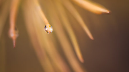 Close up of autumn orange larch pine needles with raindrops as textured autumn background for web banner template design pageの写真素材