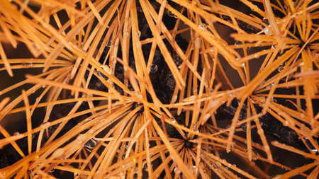Close up of autumn orange larch pine needles with raindrops as textured autumn background for web...