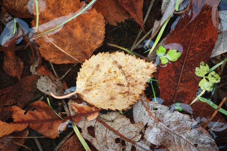 Autumn brown wet leaves lie on the ground as a textured wide background for web banner template page...