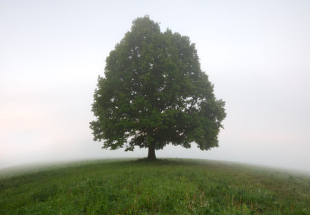 Single green summer oak tree on round ground with fog background