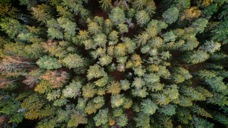Aerial top view of summer green trees in forest drone photography, aerial top down view of a green...