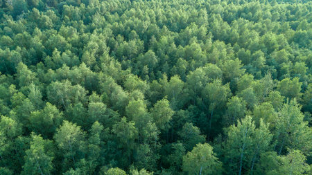 Lush green forest with trees of various sizesLush green forest with trees of different sizes aerial...