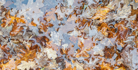 A pile of autumn oak leaves, some of which are brown and some are green. The leaves are wet and the...