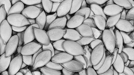 A pile of pumpkin seeds as a textured solid background for a banner template page design.