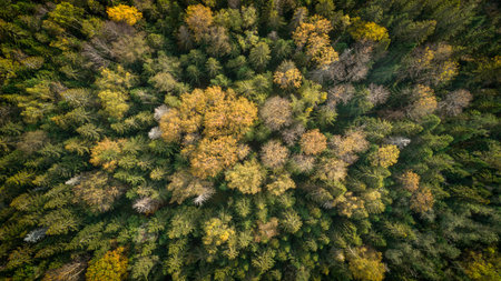 Aerial autumn forest with many trees and leaves on the ground. leaves are yellow and brown. trees...