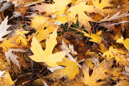 Solid background of autumn maple leaves lying on the ground, autumn season concept background