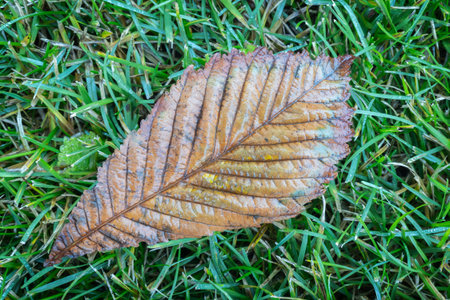 Autumn brown chestnut leaf lies on green grass in the park. Autumn season concept background for web...