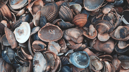 A pile of shells with some of them broken. shells are of different sizes and colors. Concept of...
