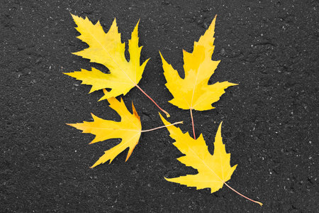 Several fallen autumn yellow maple leaves lie on the black wet pavement in the park. Autumn season...