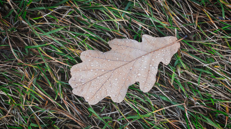 Autumn oak leaf close-up with raindrops lying on a solid carpet of green yellow grass autumn...