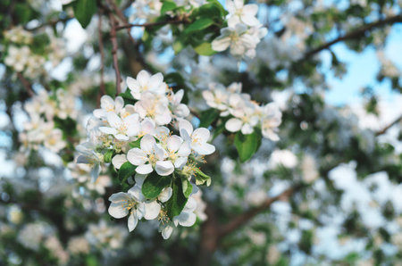 A tree in full bloom, covered in white flowers. The flowers have opened and are in various stages of...