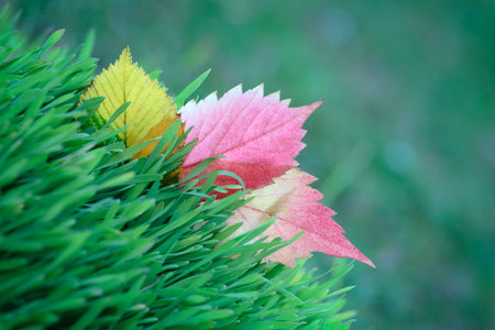 A collection of colorful leaves on a green field. The leaves are of different colors, including red, yellow, and orange. Concept of autumn and the beauty of natureの写真素材