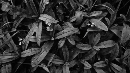 dark, black, and white lush field with few drops of water on leaves. field is full of green plants...