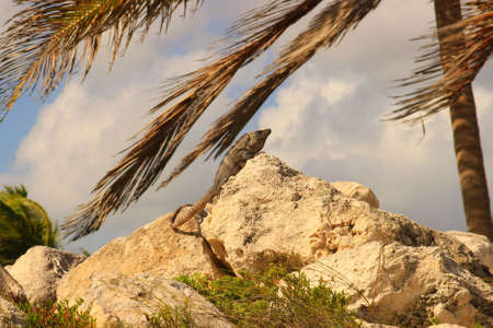 Lizard sitting on rock with palmtree in the backgroundの写真素材