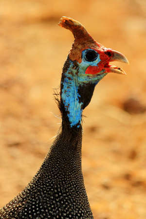 Closeup of colorful guinea fowl headの写真素材