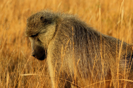 Baboon monkey in Tsavo East National Park, Kenya