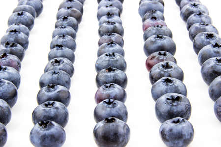 Fresh blueberries put in lines isolated on white backgroundの写真素材