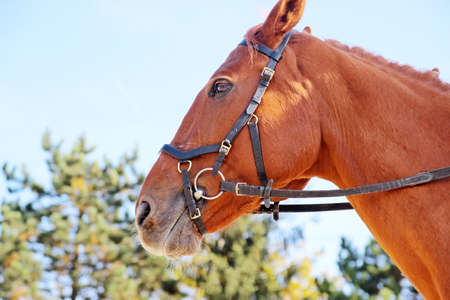 Horse portraitの写真素材