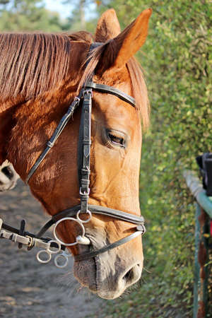 Horse portraitの写真素材