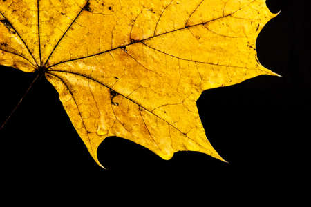 Golden leaf background isolated on blackの写真素材