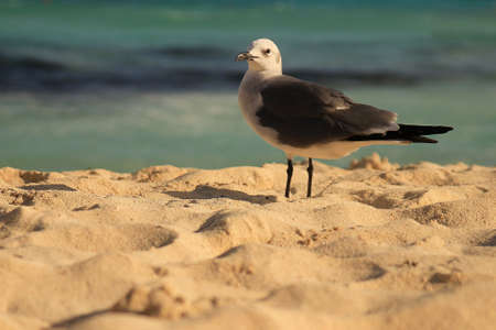 Seagull on Mexican sandy beach の写真素材