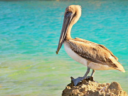 Majestic pelican resting on a rock in Xcaret water park, Mexicoの写真素材