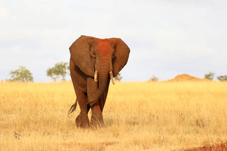 African elephant on savanna plains in Kenyaの写真素材