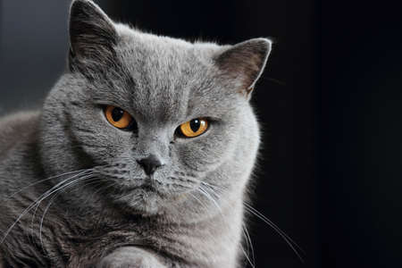 Snout of gray british cat with dark yellow eyes on black background の写真素材
